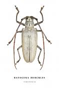 batocera hercules